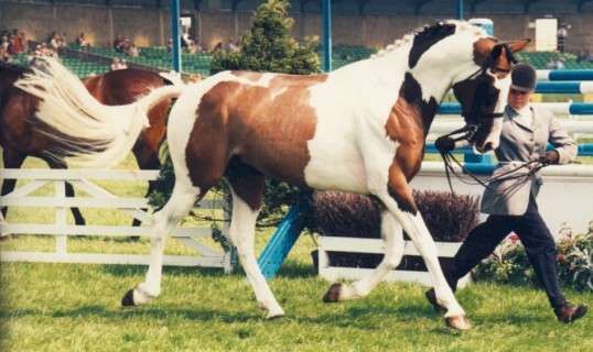 Country Top Gun - Coloured Stallion